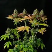BLUEBERRY 