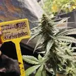 Primer Cultivo FASTBUDS