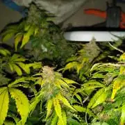 Permanent marker hydro