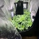 First Try: 40x40 Girl Scout Cookies