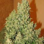 Economic grower 2