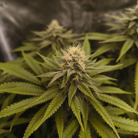 Pineapple Express - Barney's Farm