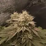 Super Boof - Barney's Farm
