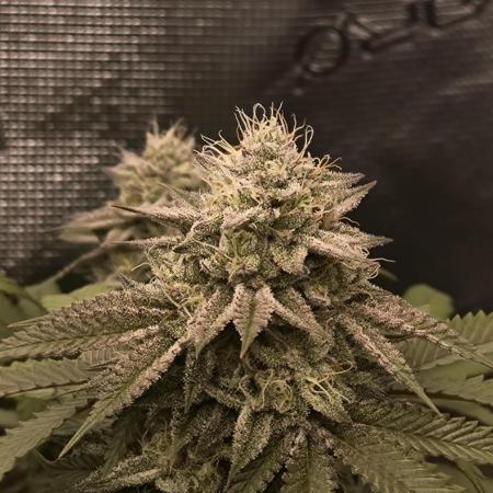 Super Boof - Barney's Farm