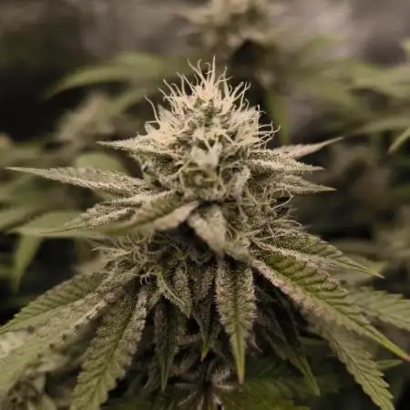 Super Boof - Barney's Farm
