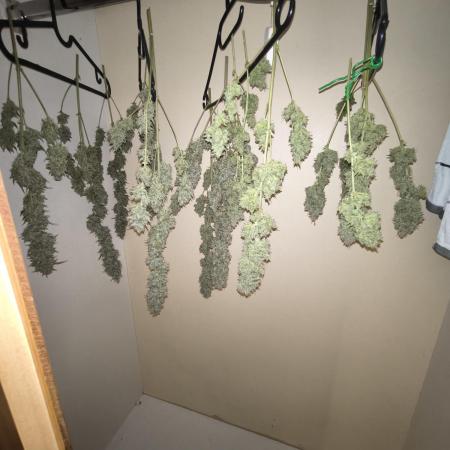 Apple Strudel Auto - Fastbuds