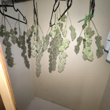 Apple Strudel Auto - Fastbuds