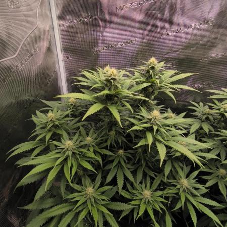 Pineapple Express - Barney's Farm
