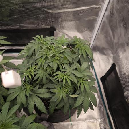 Super Boof - Barney's Farm