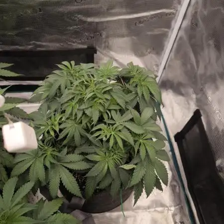 Super Boof - Barney's Farm
