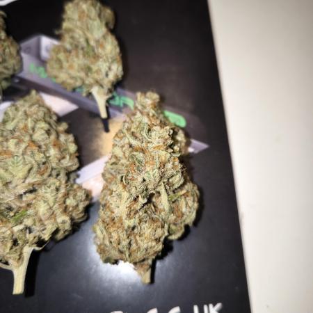 Papaya Cookies Auto - Fastbuds