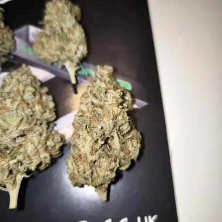 Papaya Cookies Auto - Fastbuds