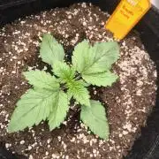 Biscotti Mintz - Barney's Farm