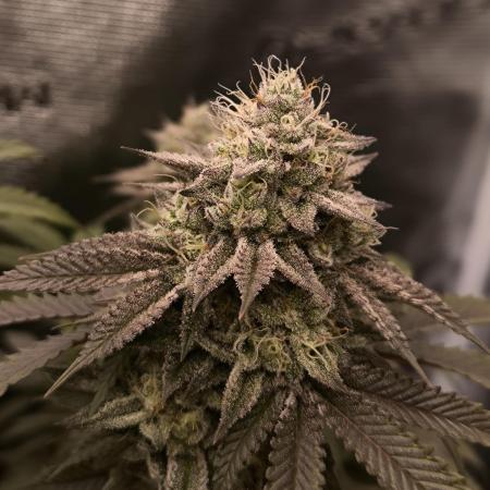 Super Boof - Barney's Farm