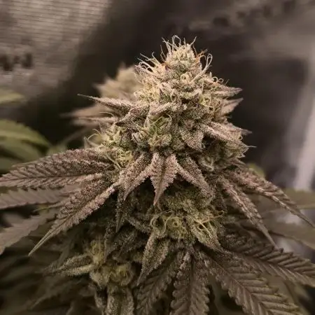 Super Boof - Barney's Farm