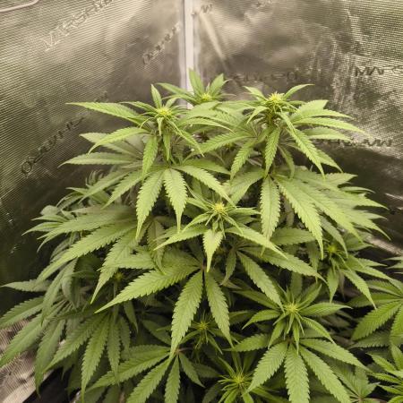 Pineapple Express - Barney's Farm