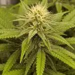 Pineapple Express - Barney's Farm