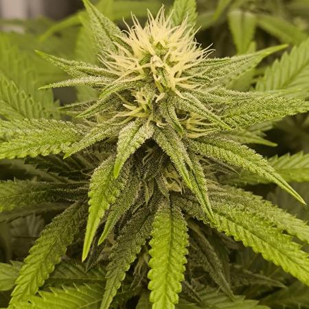 Pineapple Express - Barney's Farm