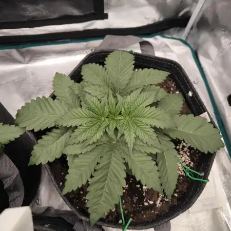 Super Boof - Barney's Farm