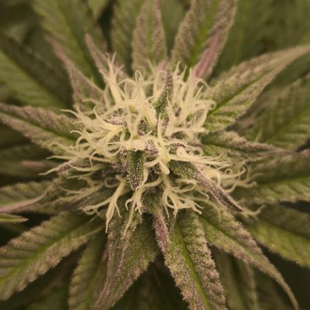 Mimosa x Orange Punch - Barney's Farm