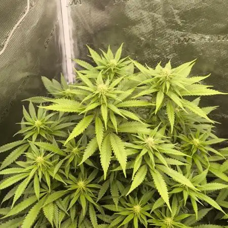 Pineapple Express - Barney's Farm