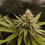 Pineapple Express - Barney's Farm