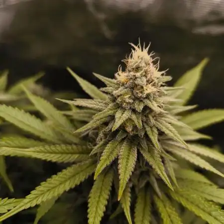 Pineapple Express - Barney's Farm