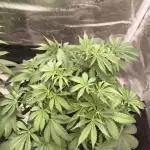 Super Boof - Barney's Farm