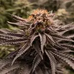 Mimosa x Orange Punch - Barney's Farm