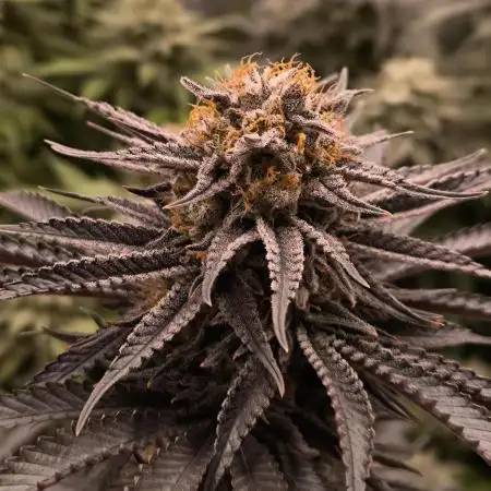 Mimosa x Orange Punch - Barney's Farm