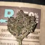 Lemon Cherry Cookies Auto - Fast Buds