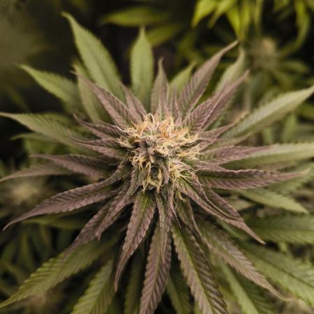 Mimosa x Orange Punch - Barney's Farm