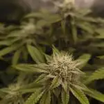Super Boof - Barney's Farm
