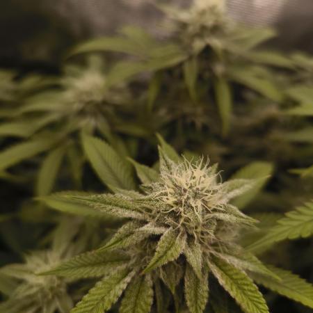 Super Boof - Barney's Farm