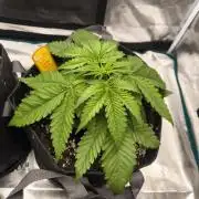 Pink Matcha Slush - Anesia Seeds