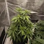 Pineapple Express - Barney's Farm