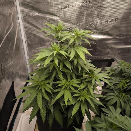 Pineapple Express - Barney's Farm