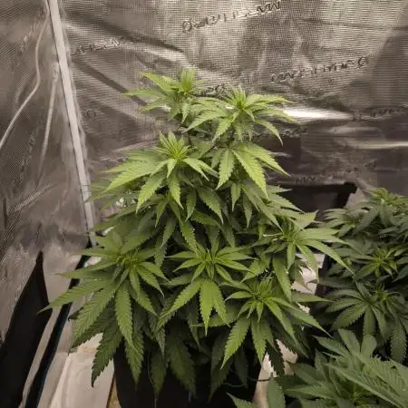 Pineapple Express - Barney's Farm