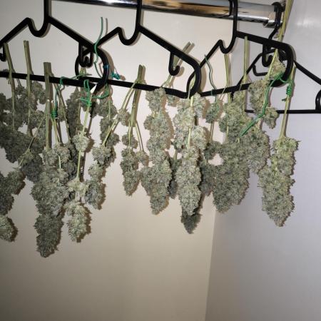 Papaya Cookies Auto - Fastbuds