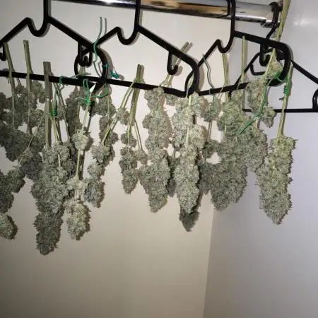 Papaya Cookies Auto - Fastbuds