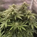 Super Boof - Barney's Farm