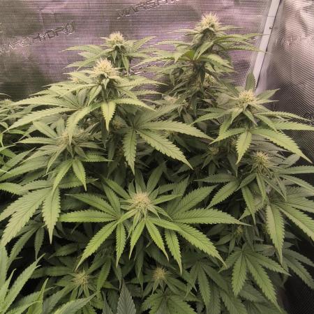 Super Boof - Barney's Farm