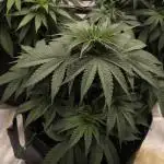 Mimosa x Orange Punch - Barney's Farm