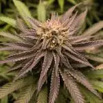 Mimosa x Orange Punch - Barney's Farm