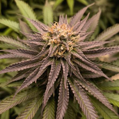 Mimosa x Orange Punch - Barney's Farm