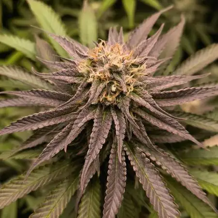 Mimosa x Orange Punch - Barney's Farm
