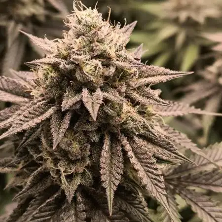 Super Boof - Barney's Farm