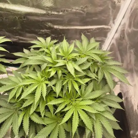 Super Boof - Barney's Farm
