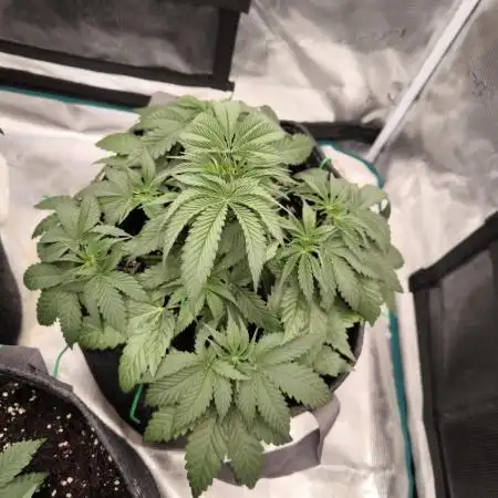 Super Boof - Barney's Farm