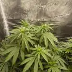 Pineapple Express - Barney's Farm